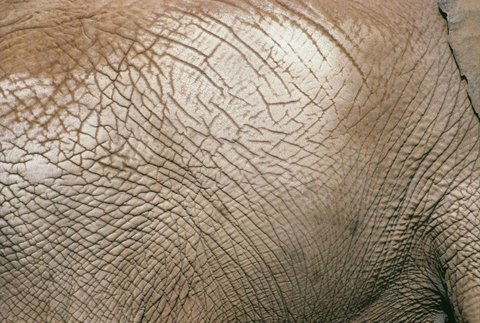 Skin of a large animal