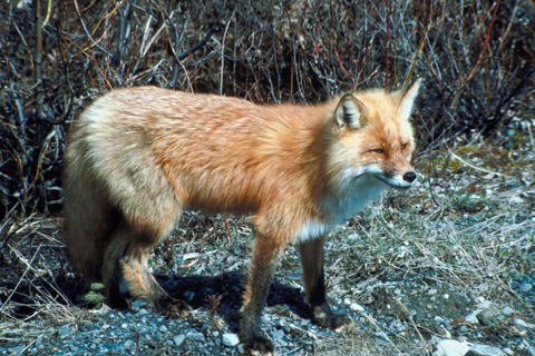A Red Fox in its natural environment