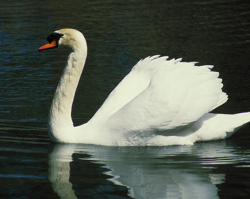 Photo of swan