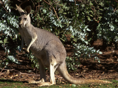 Photo of adult kangaroo
