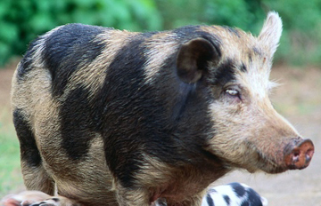 Photo of adult pig