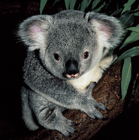 Koala in tree