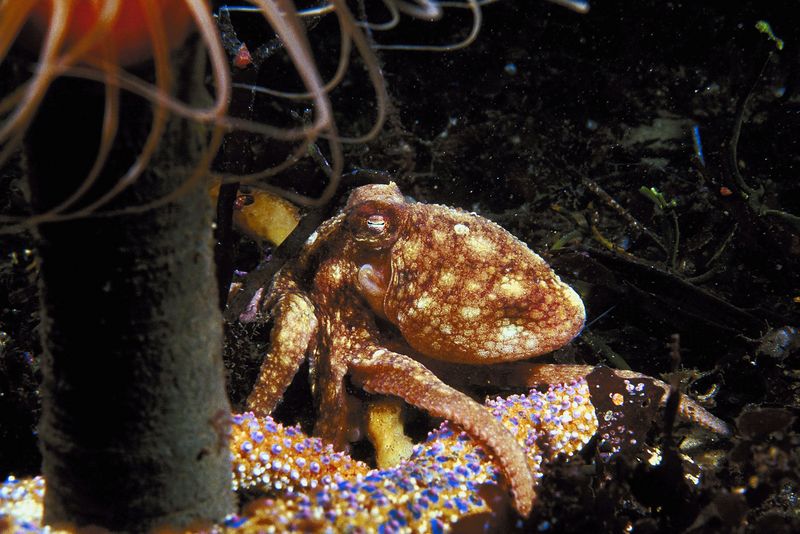 Photograph of an octopus