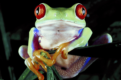 Tree Frog